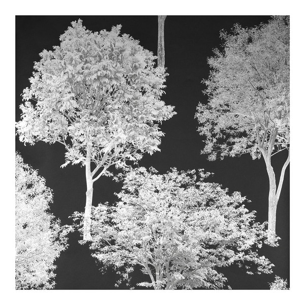 Tree Tops Black Photographic Wallpaper - 20.5 x 396 x 0.025. Opens flyout.
