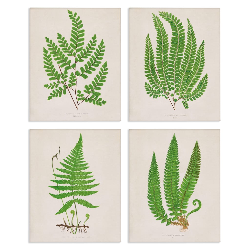 Stupell Subtle Green Fern Branches Canvas Wall Art Design By Phillipa Katz (Set of 4)