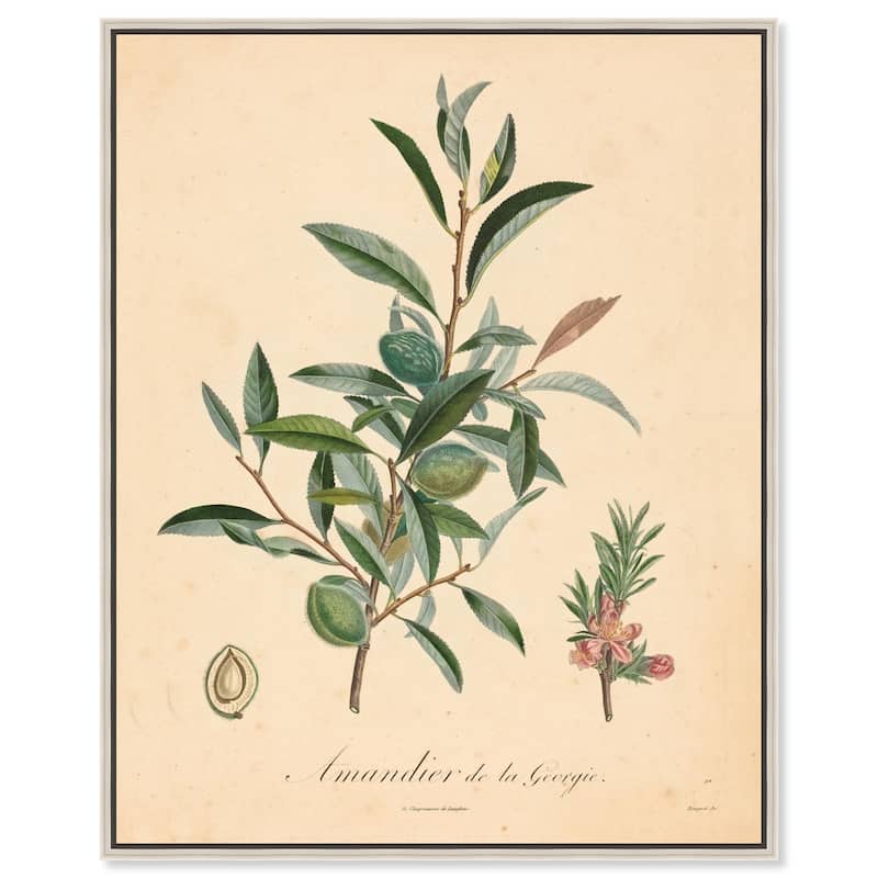 Almond of Georgia I Canvas by Art Remedy - Silver - 20" x 24"