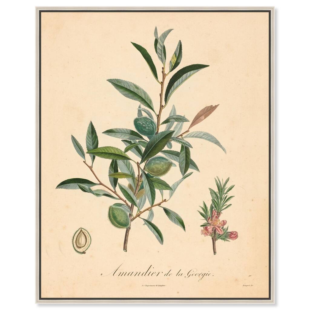 Almond of Georgia I Canvas by Art Remedy