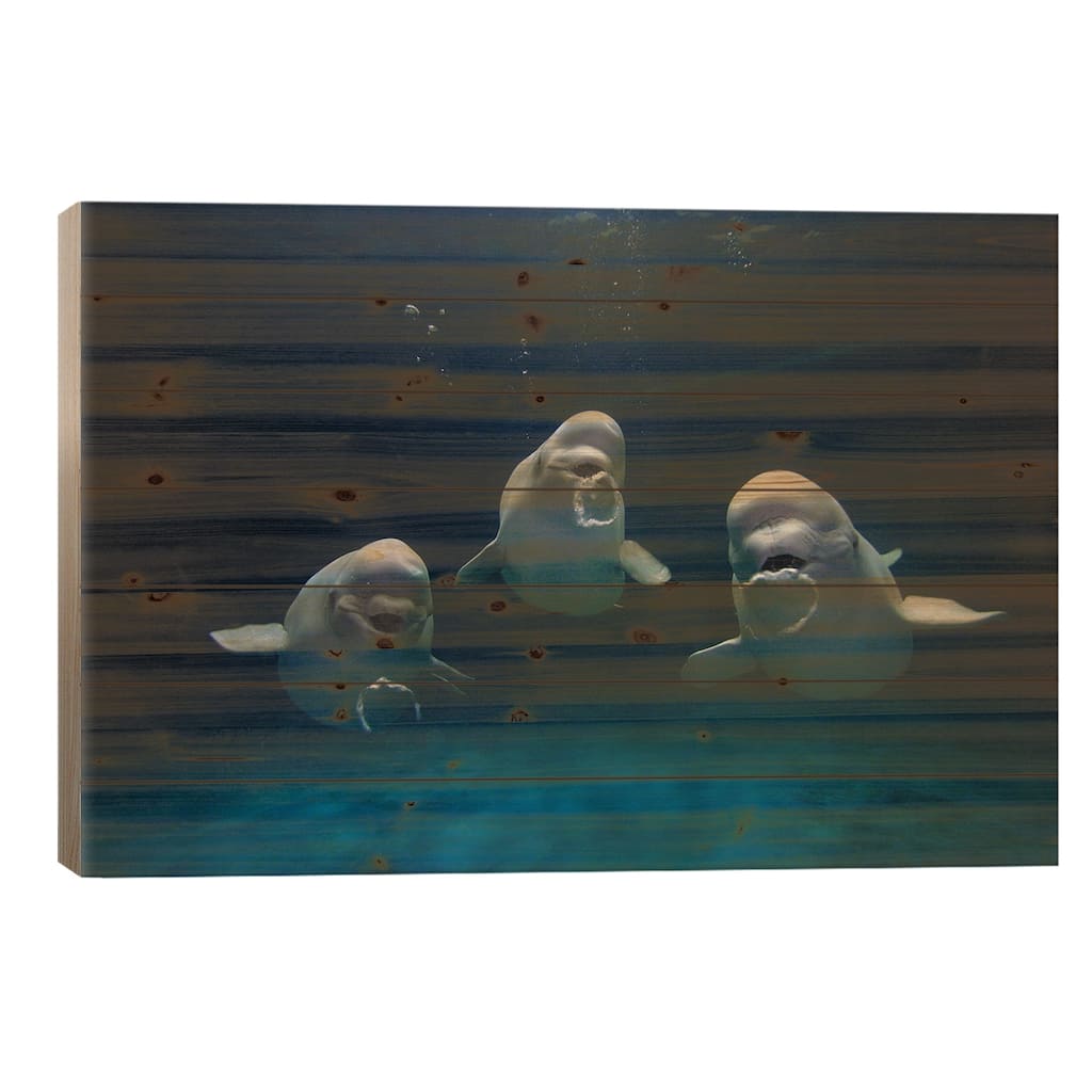 Beluga Whale Trio Blowing Toroidal Bubble Rings, Play Behavior, Shimane Aquarium, Japan I Print On Wood by Hiroya Minakuchi