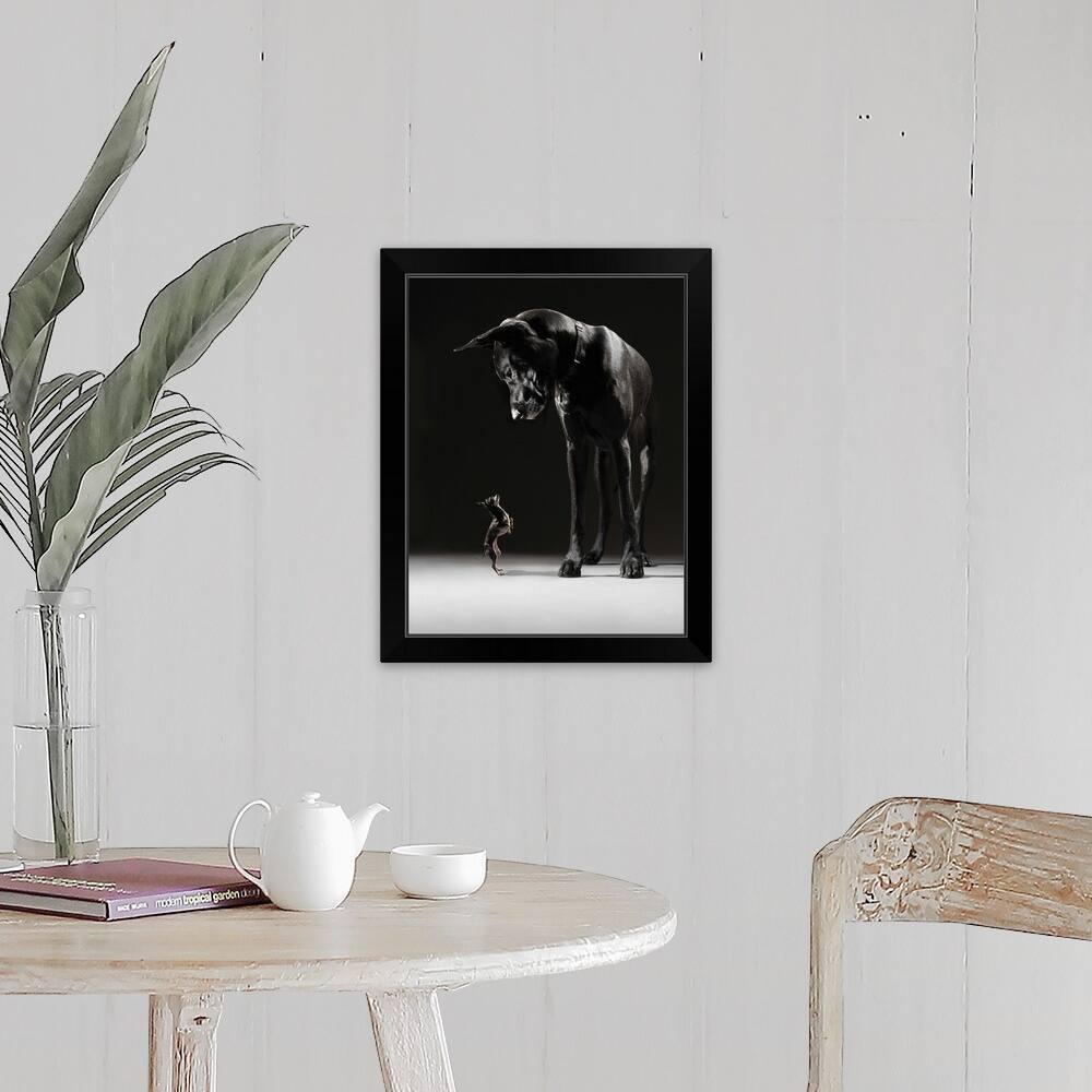"A Chihuahua standing on its hind legs facing the Great Dane" Black Framed Print