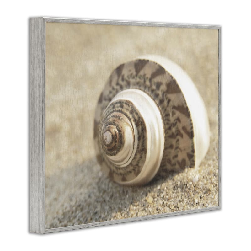 Stupell Neutral Tone Seashell Framed Giclee Art Design By Dora Rotondella