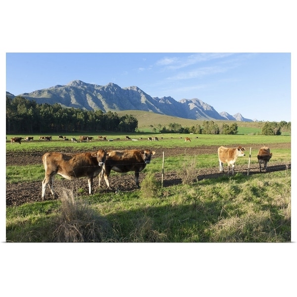 "Cows grazing in the pastures of a Greyton Farm, Overberg, South Africa" Poster Print