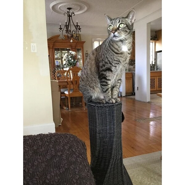 Calypso hotsell cat scratcher
