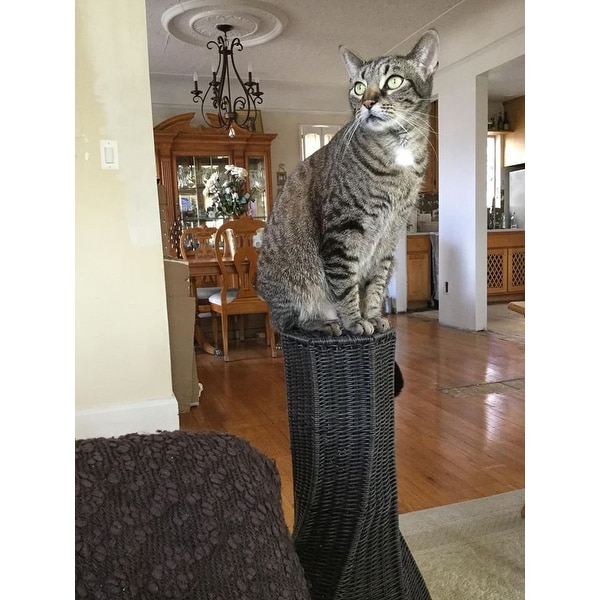 Calypso Cat Scratcher 2025