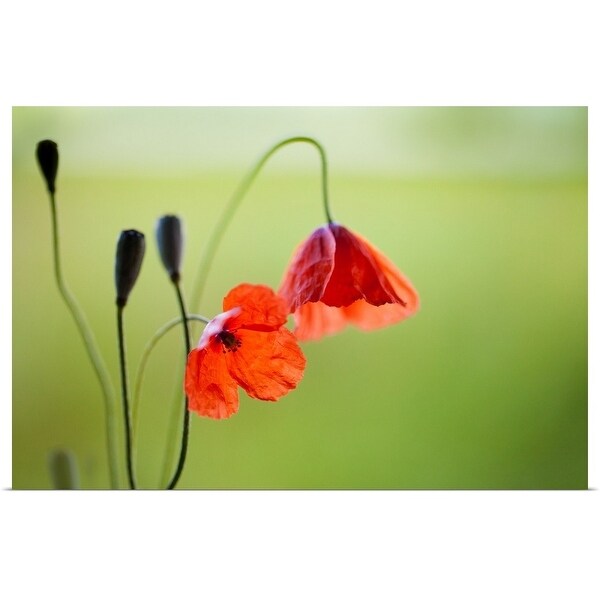 "Jewels of nature popping up on roadside." Poster Print