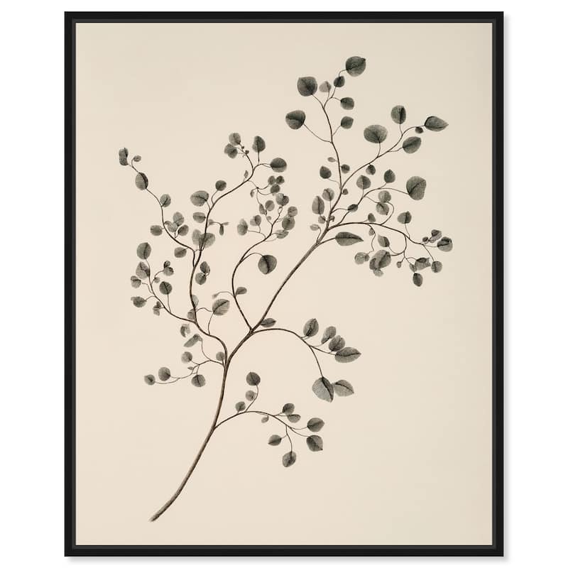 Bilberry Branch Canvas by Art Remedy - Black - 16" x 20"