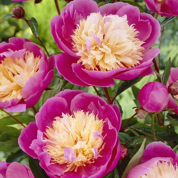Van Zyverden Peonies Bowl Of Beauty Set of 3 Roots - Bed