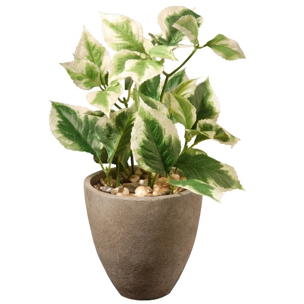 Potted Pothos Accent Plant – 12 Inch - N/A