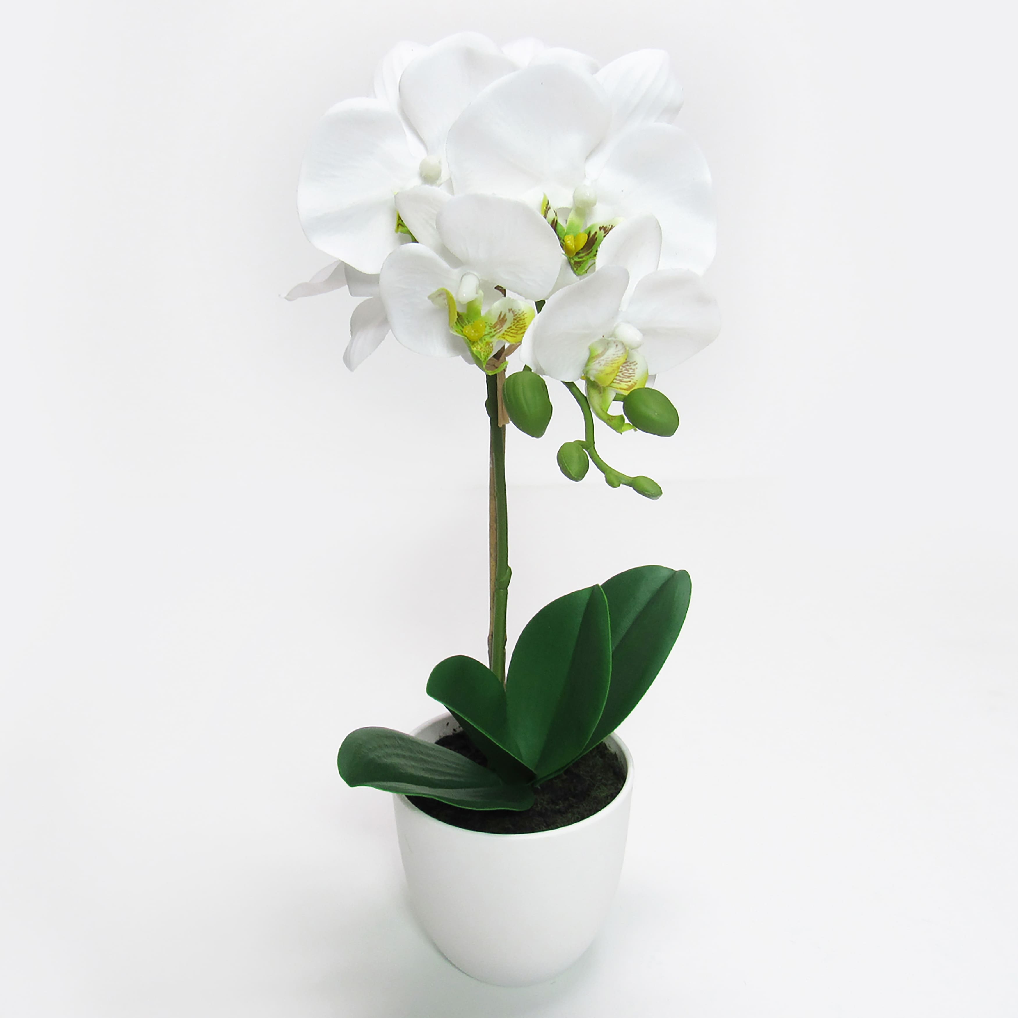 Option White