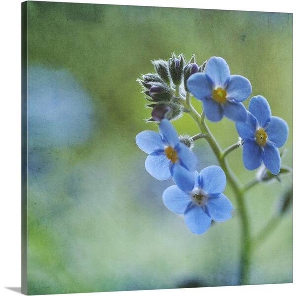 Shop Tiny Blue Forget Me Not Flowers Canvas Wall Art