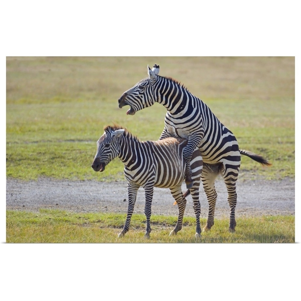 Shop Two Zebras Mating Lake Nakuru Kenya Poster Print
