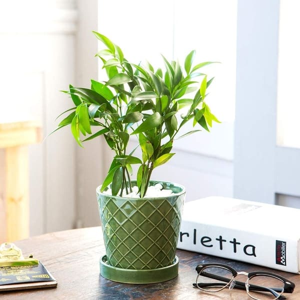 12 inch planter pot LE TAUCI 12 Inch Pots for Plants, Ceramic Large Plant Pot for Indoor P   LETAUCI