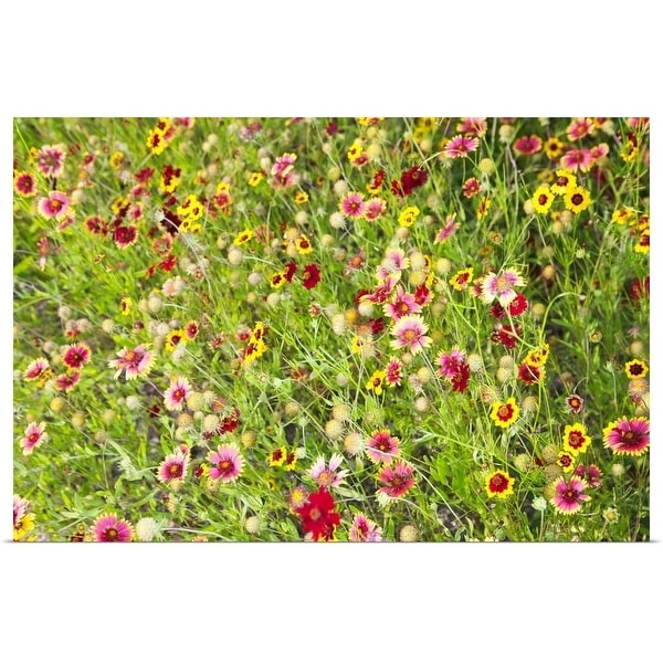 "Close-up of colorful wild flowers in a field" Poster Print