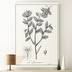 preview thumbnail 10 of 8, Antique Black & White Botanical-Premium Gallery Wrapped Canvas