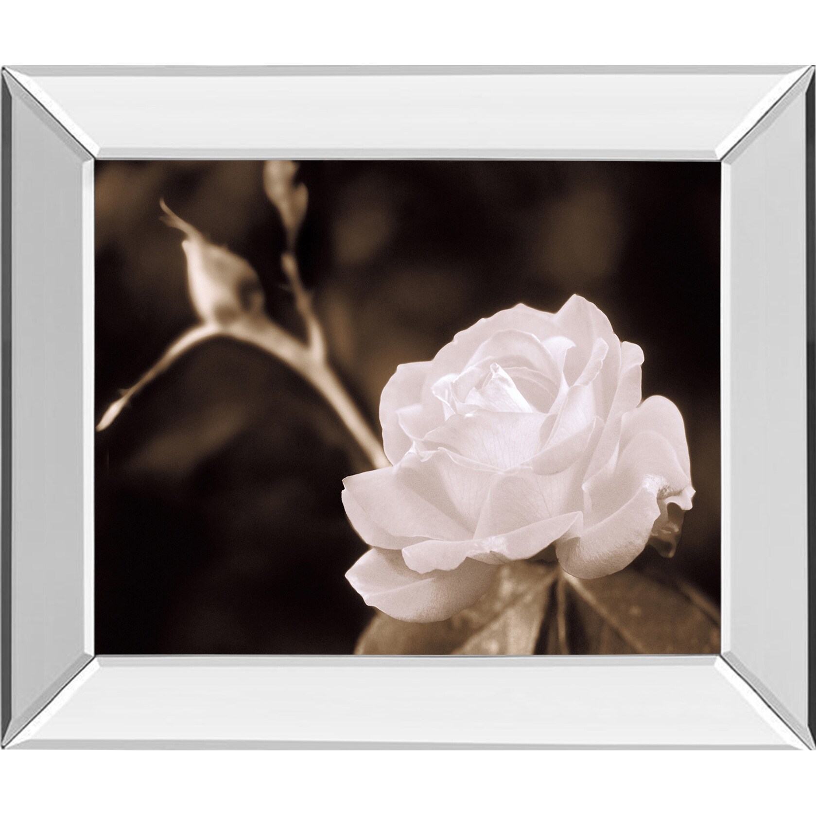 Shop Black White And Tortilla Brown Rose Sophistication By Mark Castiglia Mirror Framed Print Wall Art 22 X 26 Overstock 32133095