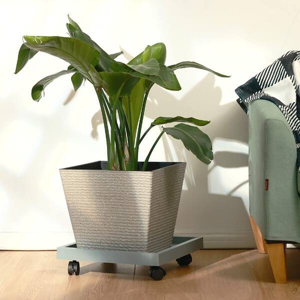 braided money plant care Money Tree Plant with Planter - Small (12"-16" tall) Cream Planter