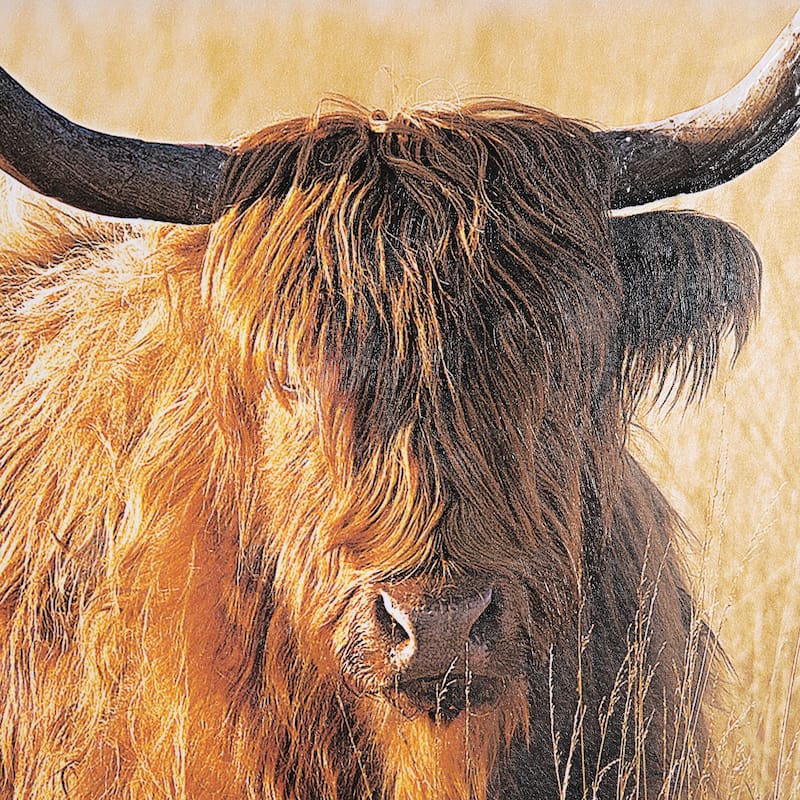 Young and Old Highlander Framed Art Print