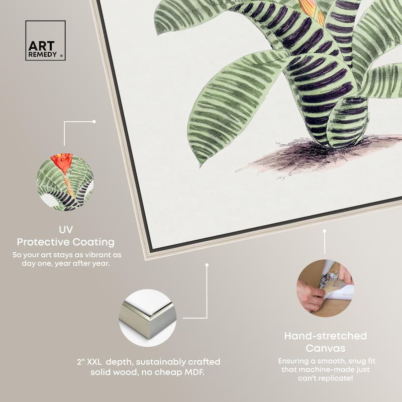 Tillandsia Musaica Plant Canvas by Art Remedy