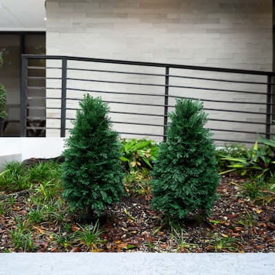Cedar Artificial Plants with Stakes - 2.5' - Green - Set of 2