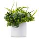 Option White Green