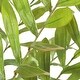 preview thumbnail 4 of 3, Uttermost Zamia Palm Accent In Planter