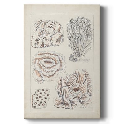 Antique White Coral I Premium Gallery Wrapped Canvas - Ready to Hang