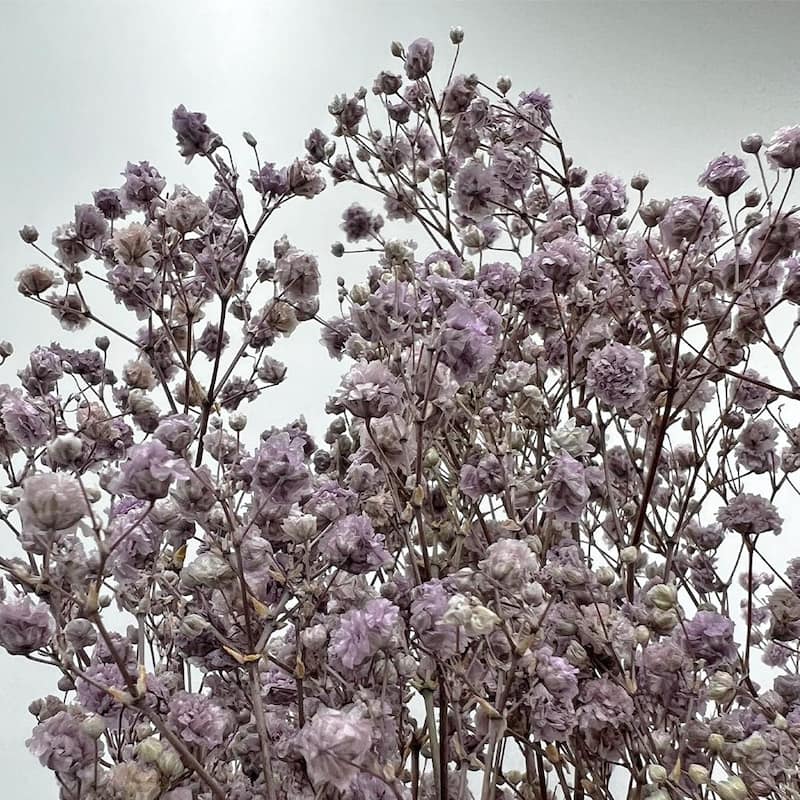Bundle of 4 Preserved Gypsophila, Baby's Breath,24" long - 24 inch