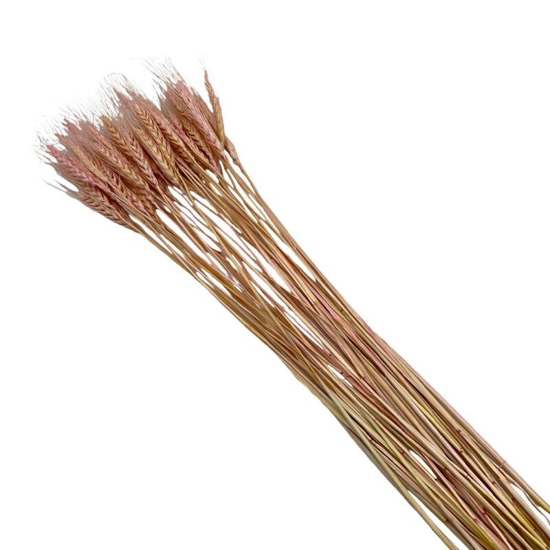 Bundle of 4 Dried wheat, 50 pcs,24" long - 24 inches