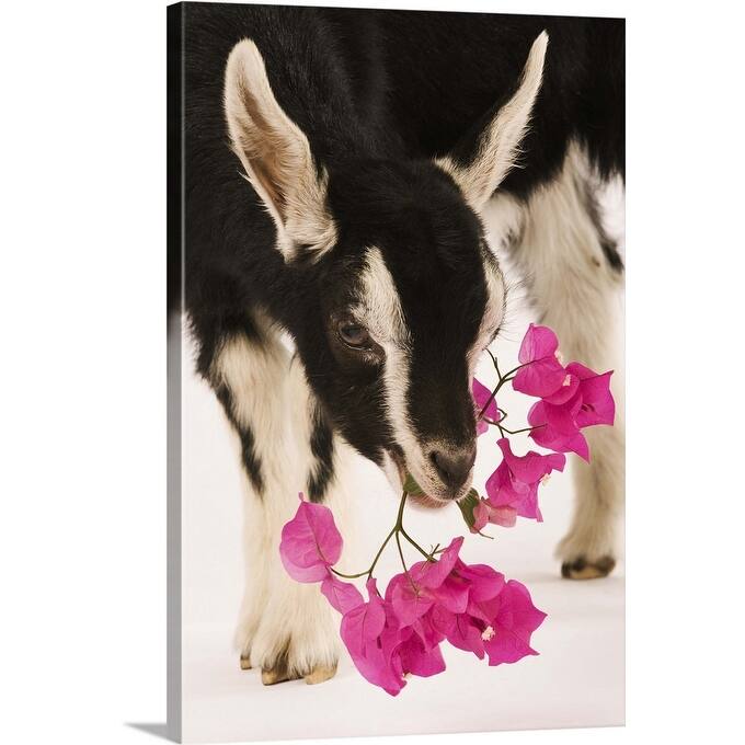 "Domesticated British Alpine goat (kid)." Canvas Wall Art