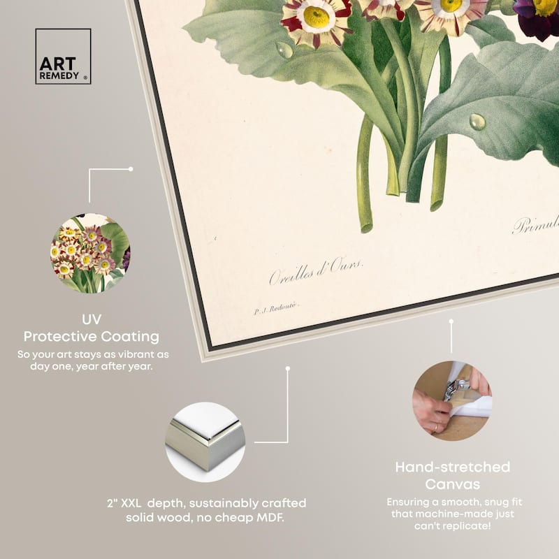 Auricula Varieties Canvas by Art Remedy
