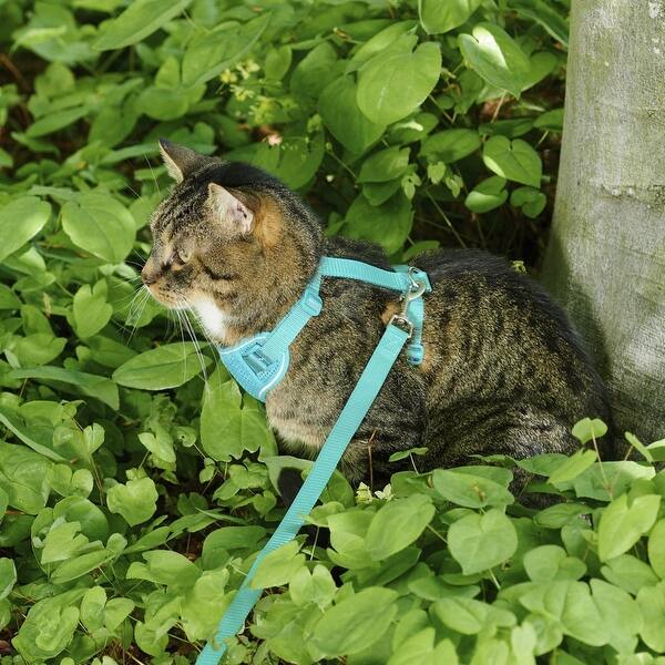 Shop Adventure Kitty Cat Harness With Leash By Rc Pet Overstock 26620796