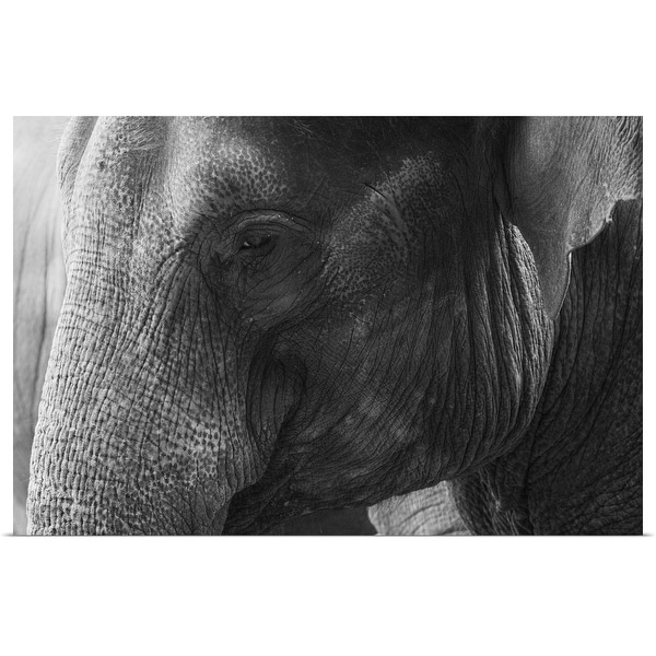 "Black and White Elephant portrait" Poster Print