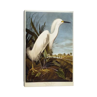 iCanvas "Snowy Heron Or White Egret / Snowy Egret " by John James Audubon Canvas Print