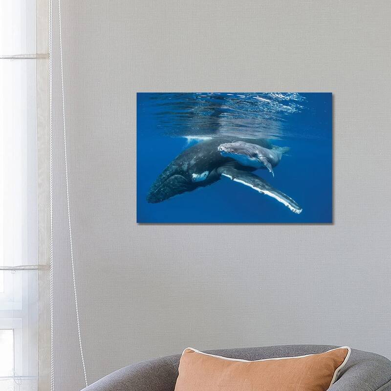 iCanvas "Humpback Whale Mother With Four Day Old Calf, Tonga" by Suzi Eszterhas Canvas Print - 18x26x1.5