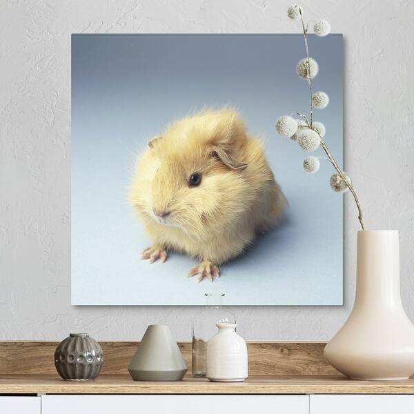 Shop Cream Colored Guinea Pig Canvas Wall Art Overstock 16470177