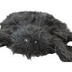 preview thumbnail 7 of 5, 3.7-ft. Spider with Black Eyes, Indoor/Covered Outdoor Halloween Decoration, Poseable, Hades