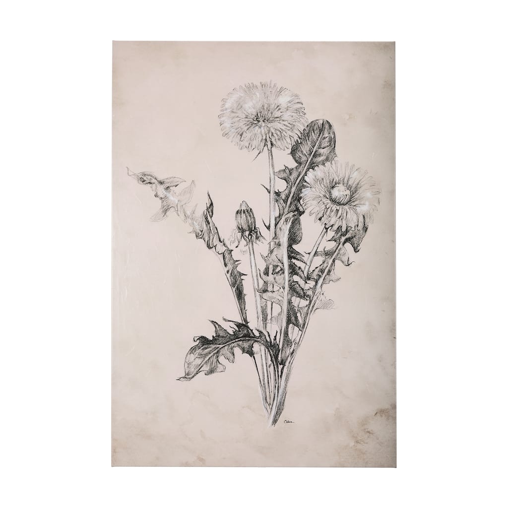 Dandelion Drawing II (40 x 60) Canvas Art Print