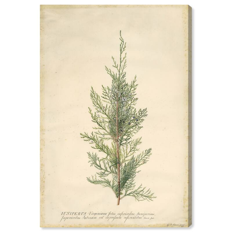Wynwood Studio Canvas Floral and Botanical Juniper Green and Dark Green Traditional Wall Art Canvas Print