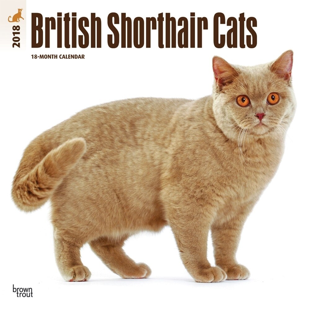 Shop Cats British Shorthair Wall Calendar Cat Breeds By
