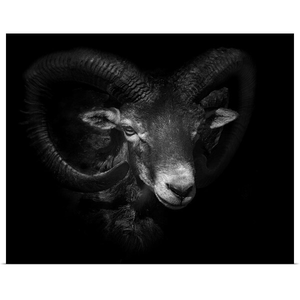 "Between Horns" Poster Print