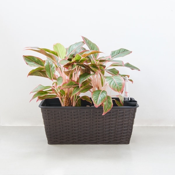 Quaqtaq Thin Rectangular Wicker Self-watering Planter in Espresso by Havenside Home. Opens flyout.