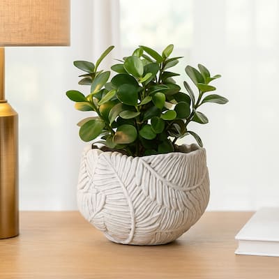 Sicily Accent Planter with Leaf Embossed Surface, Flared Gray Resin