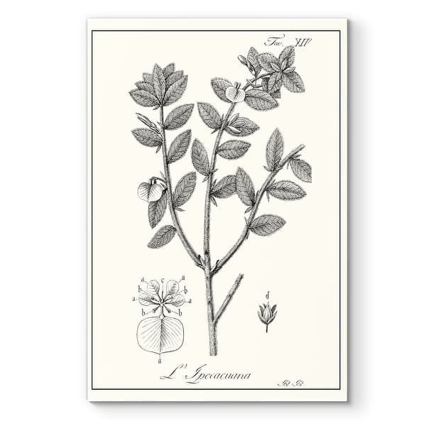 slide 2 of 10, Antique Black & White Botanical-Premium Gallery Wrapped Canvas