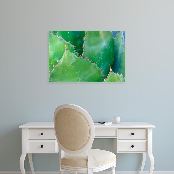 Easy Art Prints Rob Tilley's 'Agave Iii' Premium Canvas Art