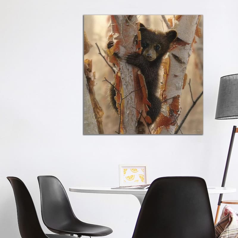 iCanvas "Curious Black Bear Cub II, Square" by Collin Bogle Canvas Print - 37x37x1.5