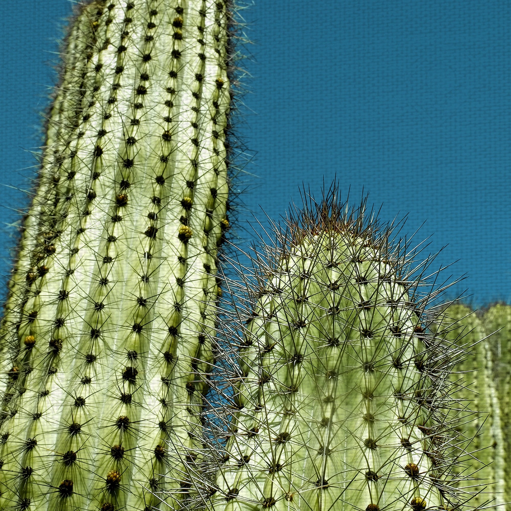 Cactus with Blue Sky by Belle Maison Canvas Art Print - Overstock - 39032412