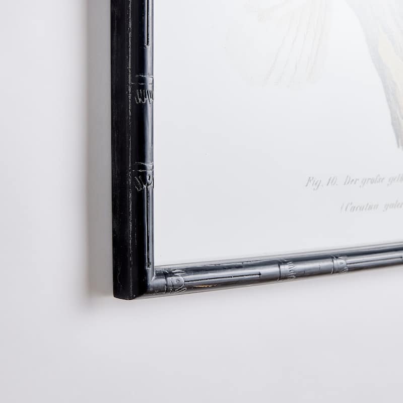 Parrot Study In White