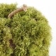 preview thumbnail 2 of 2, SAFAVIEH Faux 10 Inch Moss Pumpkin - 10" W x 10" D x 6" H